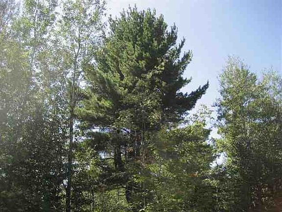Nice Trees