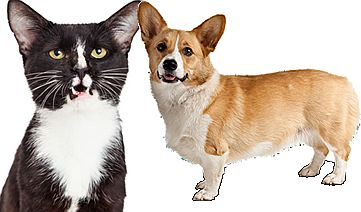 WANTED: Big Cats and Small Dogs