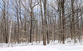 2nd image of 0 Birch Hill Rd
