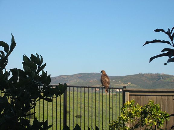 wild life neighbor