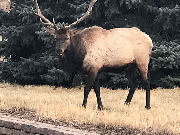 2nd image of 728 Deer Meadow Dr