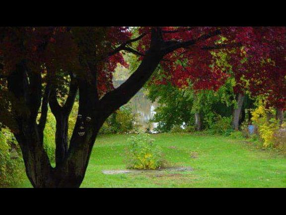 View from back porch