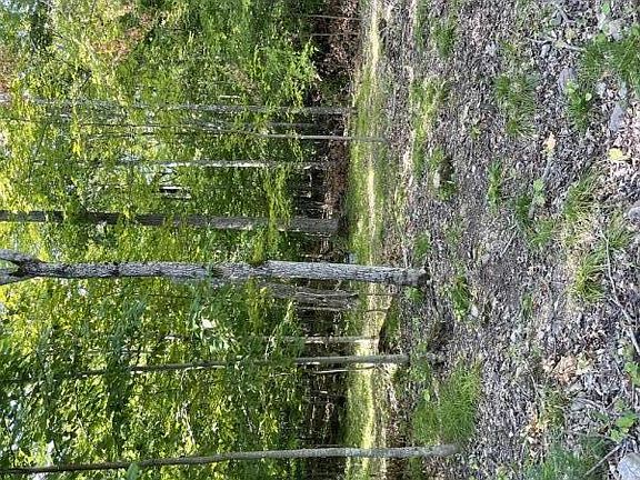 2nd image of LOT 2 E Shines Lake Rd