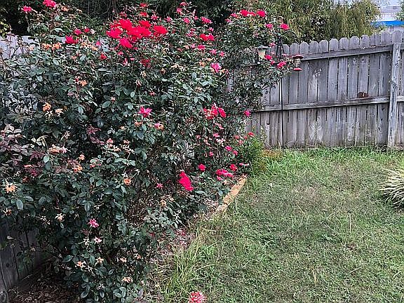 nice roses in back yard