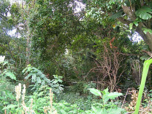 2nd image of Kaumualii Hwy Lot 97-E