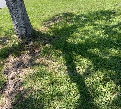 2nd image of 111 Long Leaf Pine Cir