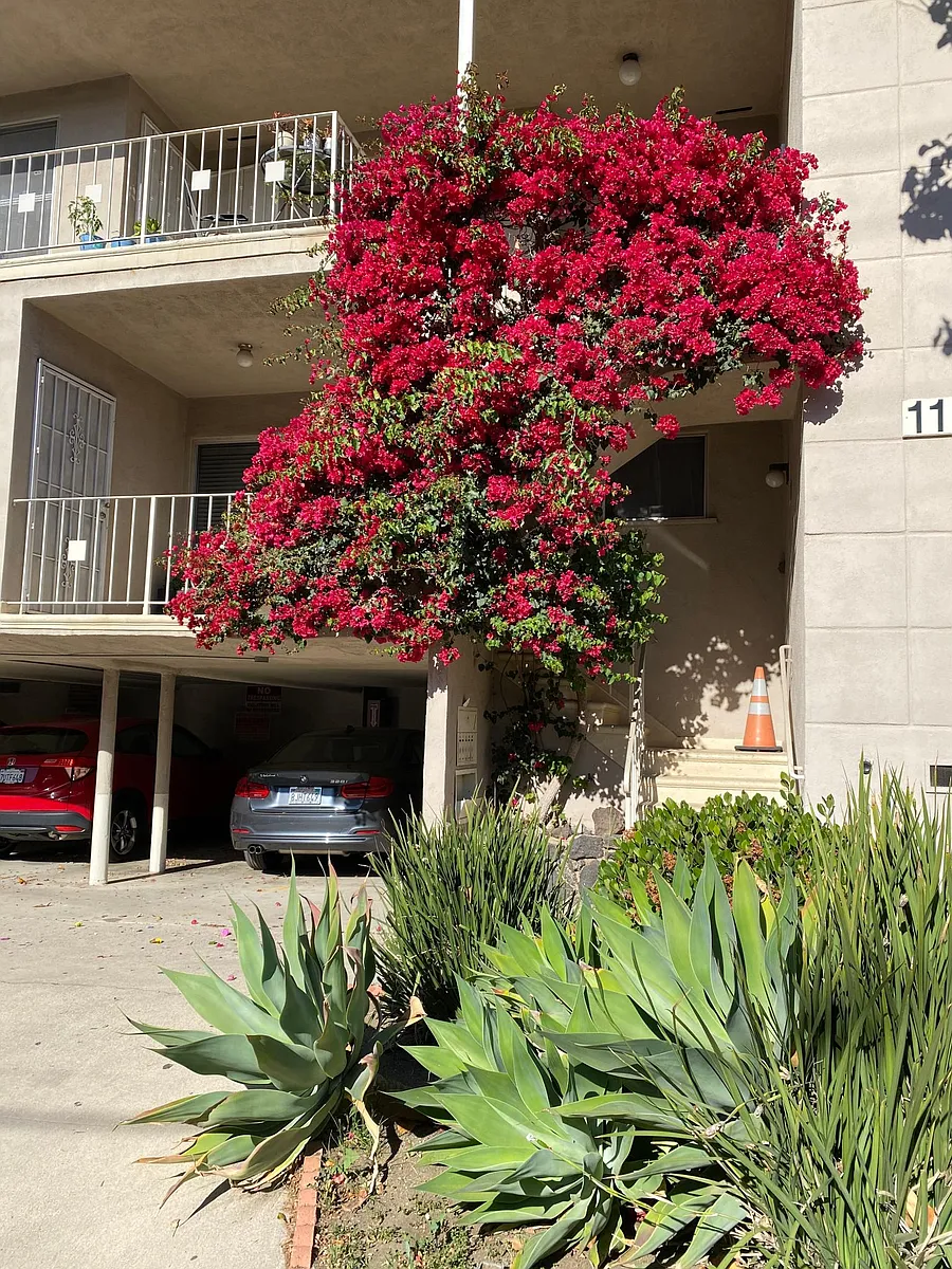 Building Photo - 1173 N Curson Ave #7
