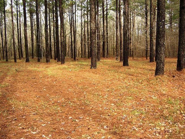 1st image of 1081 Big Sandy Creek Ln