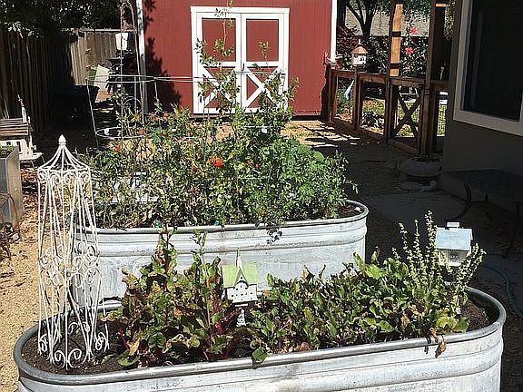 raised garden beds