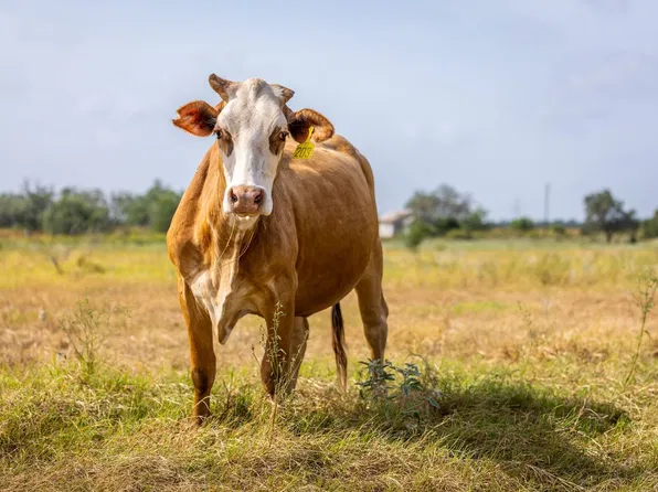 562 County Road 205, Floresville, TX 78114