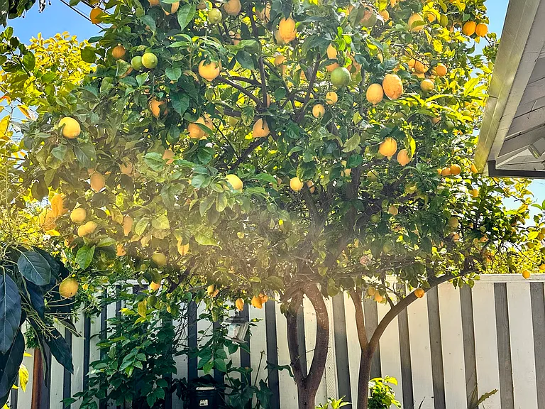 Lemon Tree