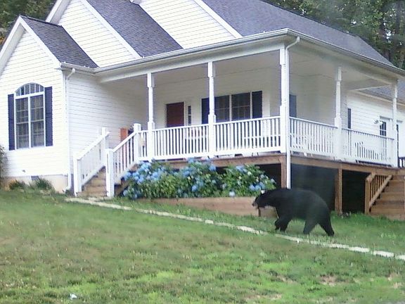 Lots of wildlife ??