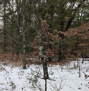 0 E 42nd St, Idlewild, MI, 49642