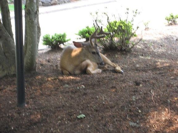 Wildlife in front yard