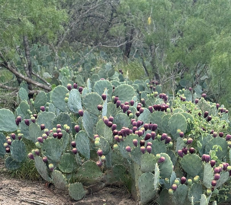2nd image of 10 Windmill Ranchettes CR 329 LOT 10