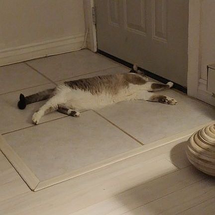 Tiled entry / Pergo flooring