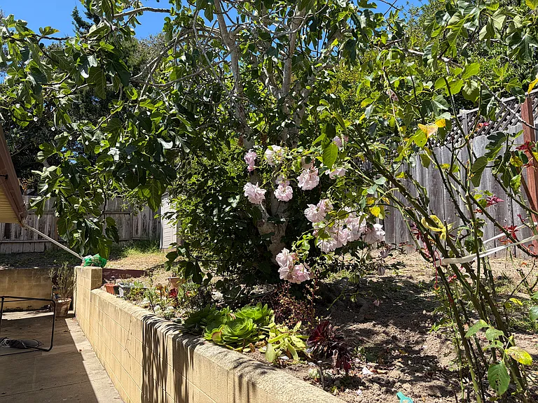 Backyard in 2026.