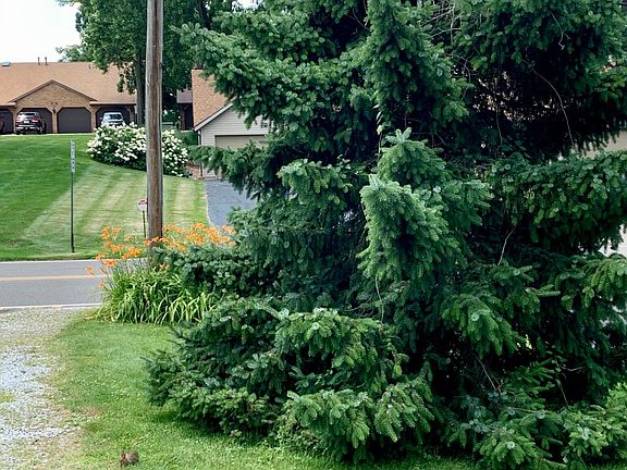 Lilies and evergreens on the other side of driveway