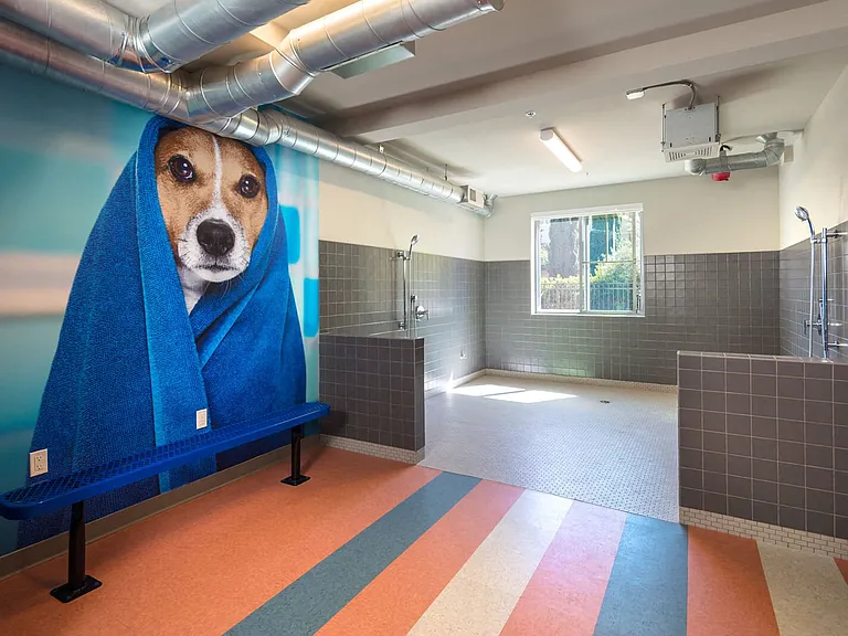 Dog wash and blow dry bar