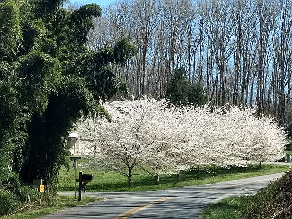 Spring in the neighborhood