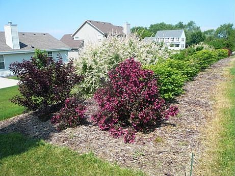 Beautifully landscaped back yard berm/hedges