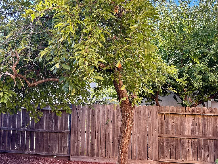 Backyard Plum