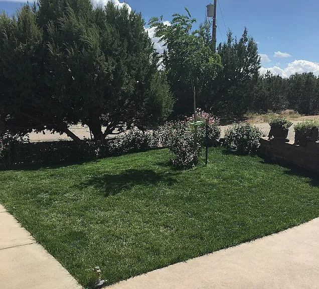 Grass area back yard