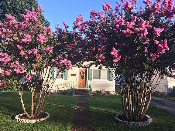 Crepe Myrtle's in bloom!