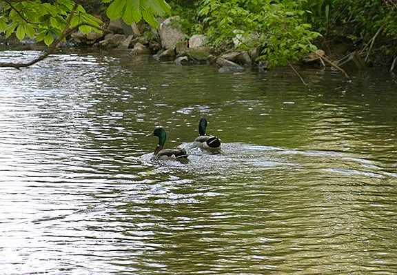 Stream - Johnston Run