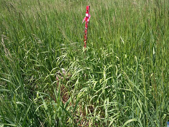 4th image of Nka Lavender Meadows Dr