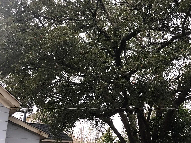Beautiful live oak treet