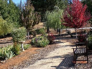 back yard