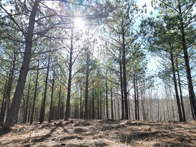 0 Hurricane Creek Rd, Linden, TN, 37096