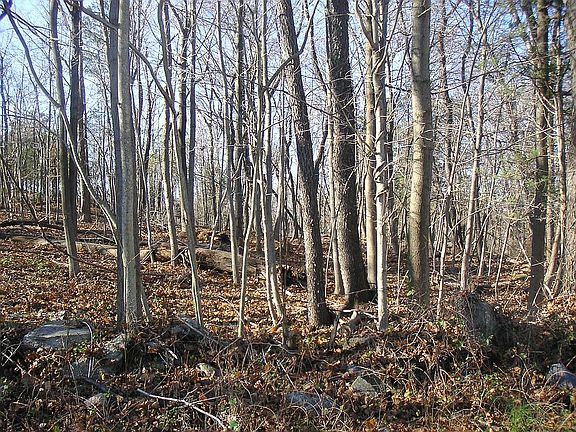 View of the Treed Land