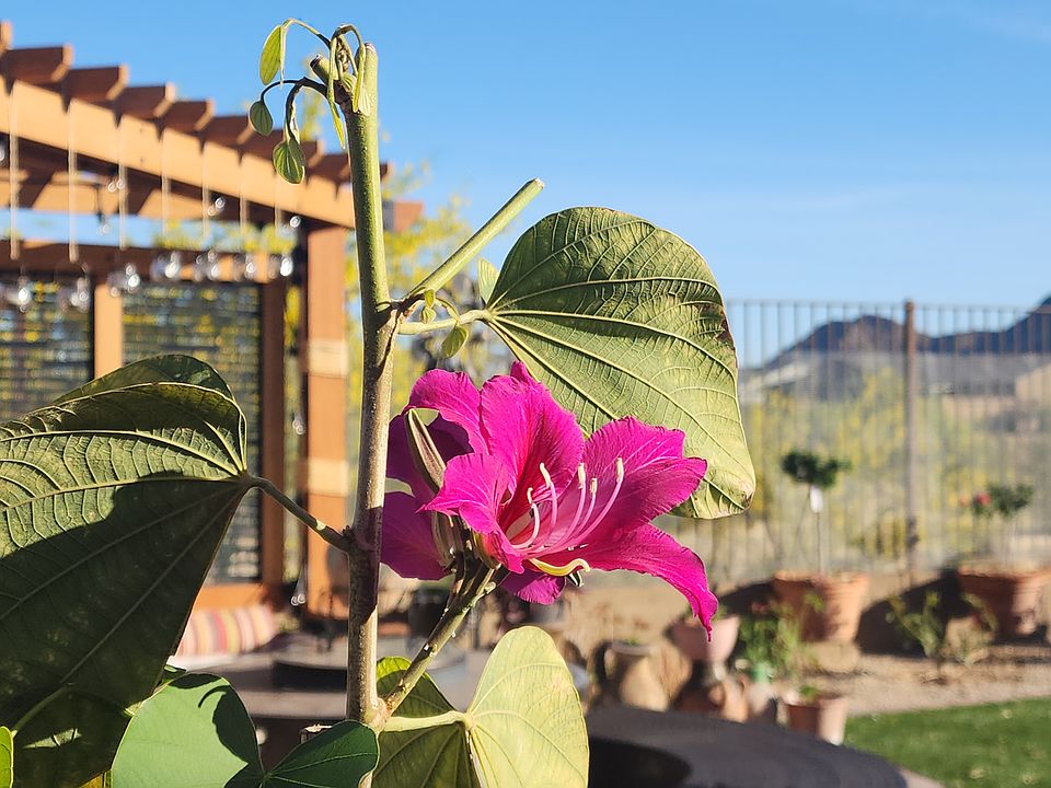 Backyard with Hong Kong orchid & mountain view