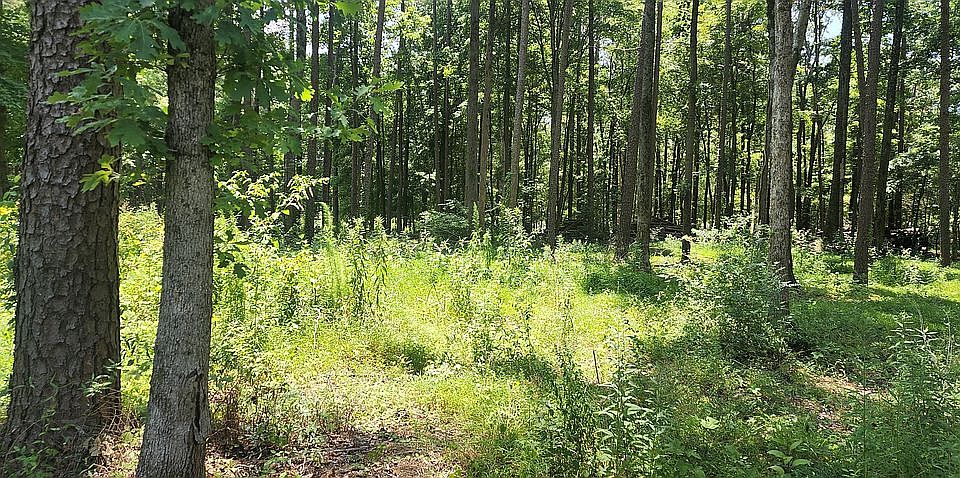 2nd image of Woodland Rd