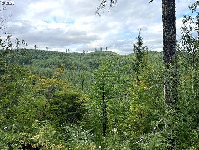 1st image of Forest Road Off Timber