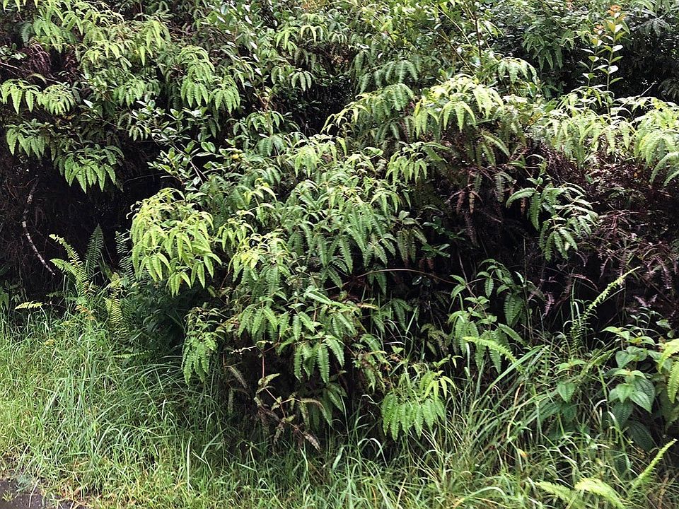 2nd image of Maui St Lot 13