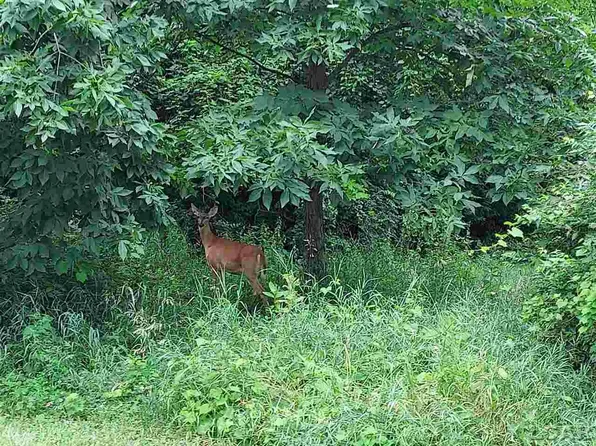 125 Springmill Dr, Jerome, MI 49249