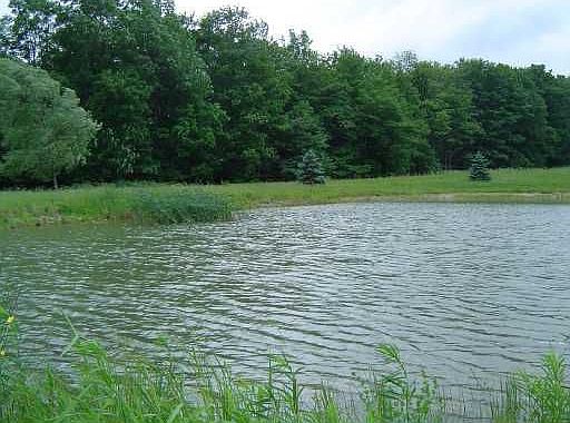 Pond