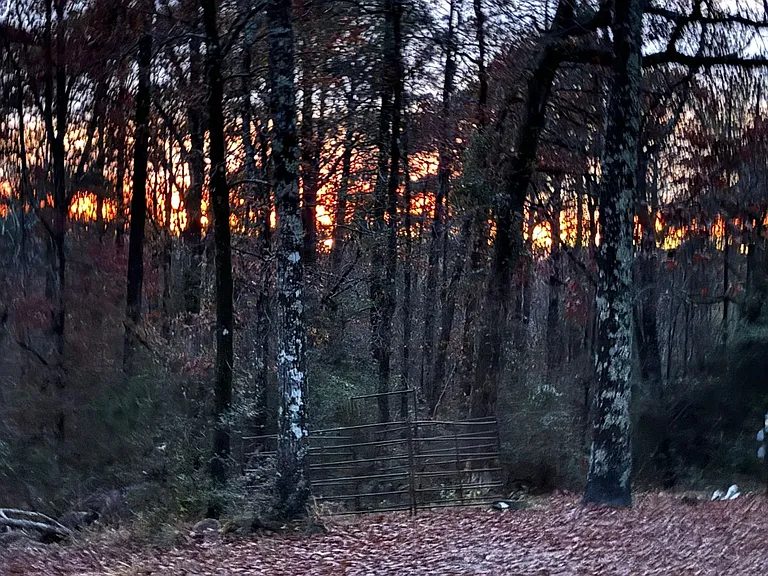 5368 Longleaf Vista Rd — Photo 24