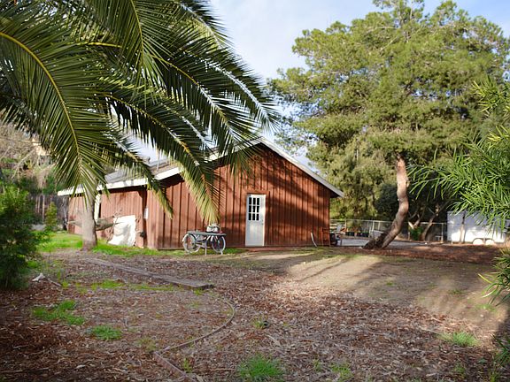 Large Canary Island Palm