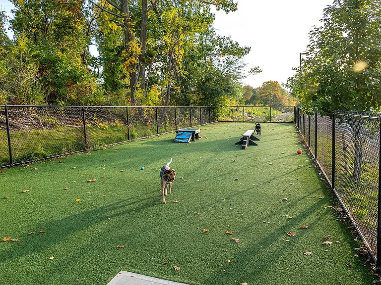 Dog Park