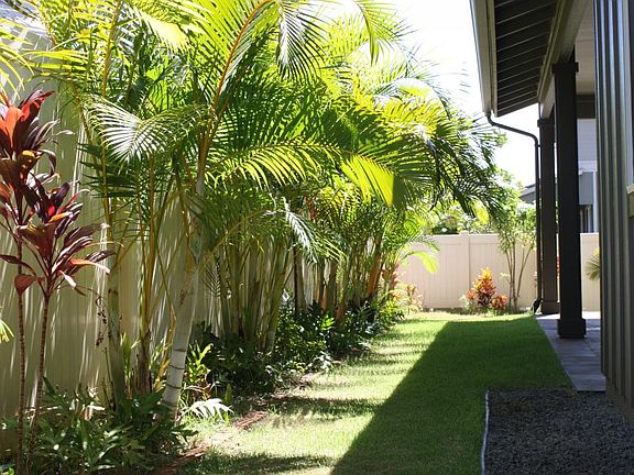 Areca Palms for privacy
