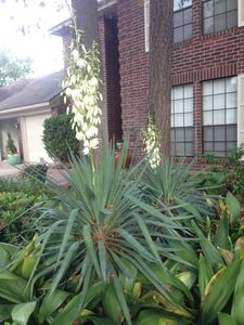 8627 Summit Pines Dr, Humble, TX, 77346