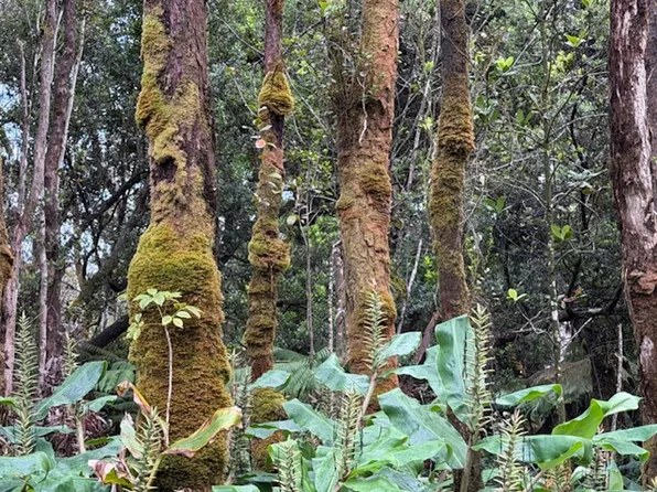 10th St Lot 889, Volcano, HI 96785