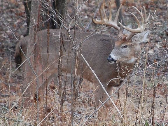 16 point backyard visitor