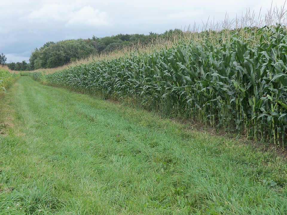 Field 9A Summer w/woods