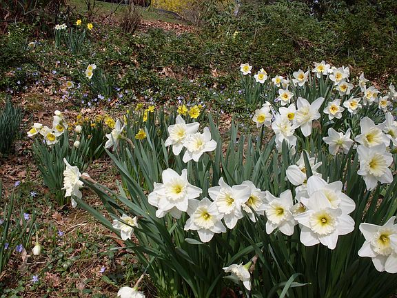 daffodils on hillside
