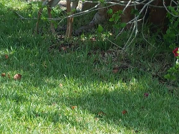 Key Deer in front yard